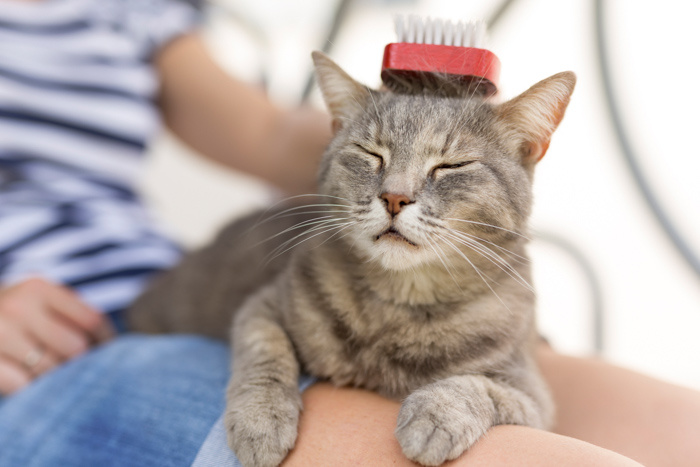 Kattenverzorging